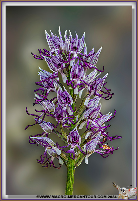 Orchis Singe